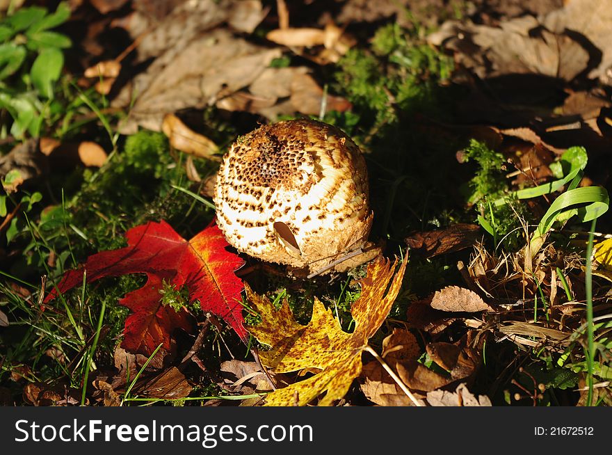 Freckled Dapperling (Lepiota aspera) and colorful leaves.
