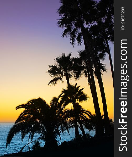 Palm tree silhouettes against colorful sunset sky and ocean. Palm tree silhouettes against colorful sunset sky and ocean