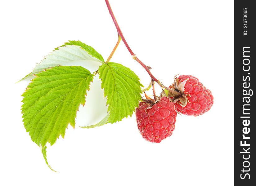 Ripe Raspberries on a white background
