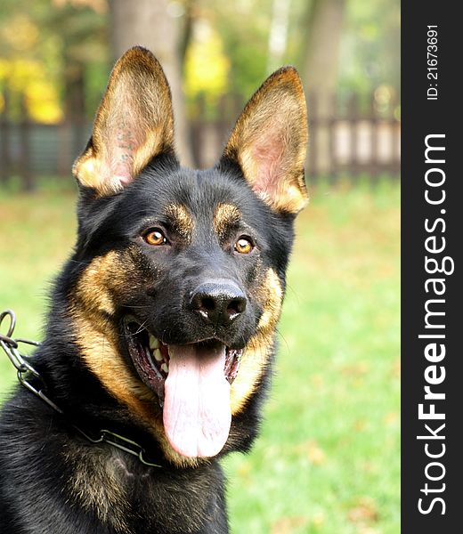 Portrait of black and tan german shepherd head.