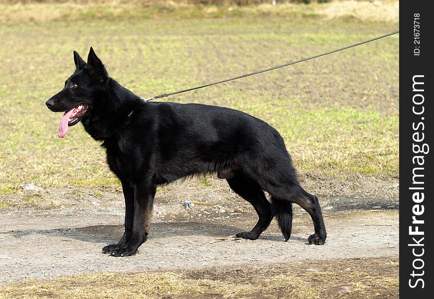 Portrait of black german shepherd in stand. Portrait of black german shepherd in stand.