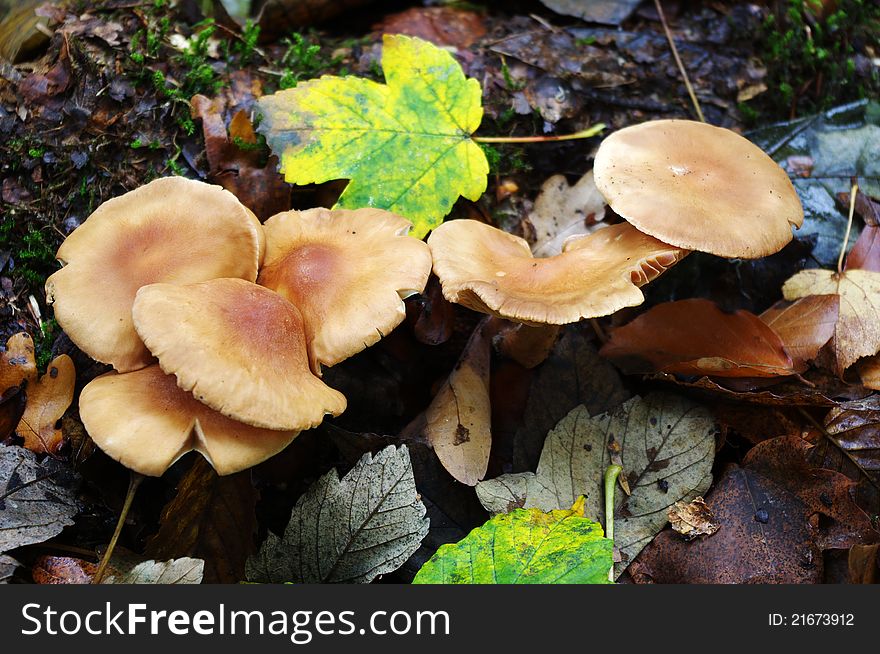 Group of uneatable mushrooms in the forest.