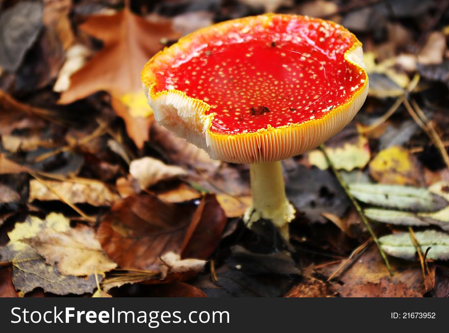 Old fly agaric toadstool (amanita muscaria) with water on his cap.