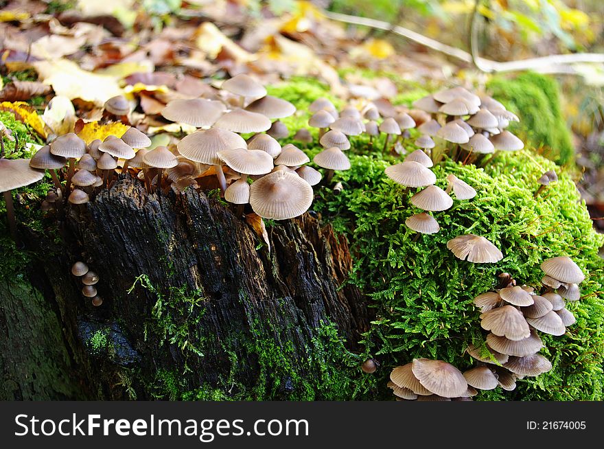 Mushrooms on a mossy tree trunk.