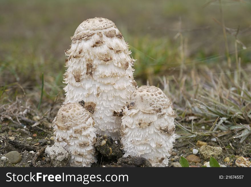 Mushroom family in foggy weather. Mushroom family in foggy weather