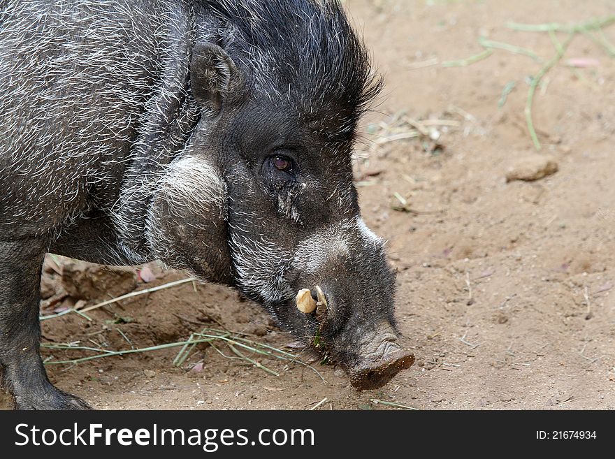 Close Up Head And Tusks Of Philippine Boar. Close Up Head And Tusks Of Philippine Boar