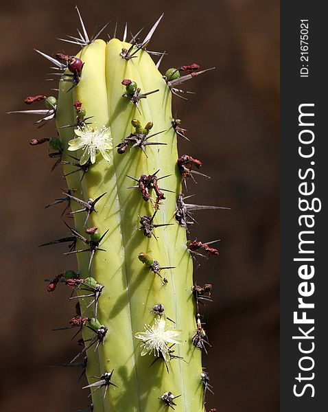 Close Up Detail Of Cacti With Blossoms. Close Up Detail Of Cacti With Blossoms