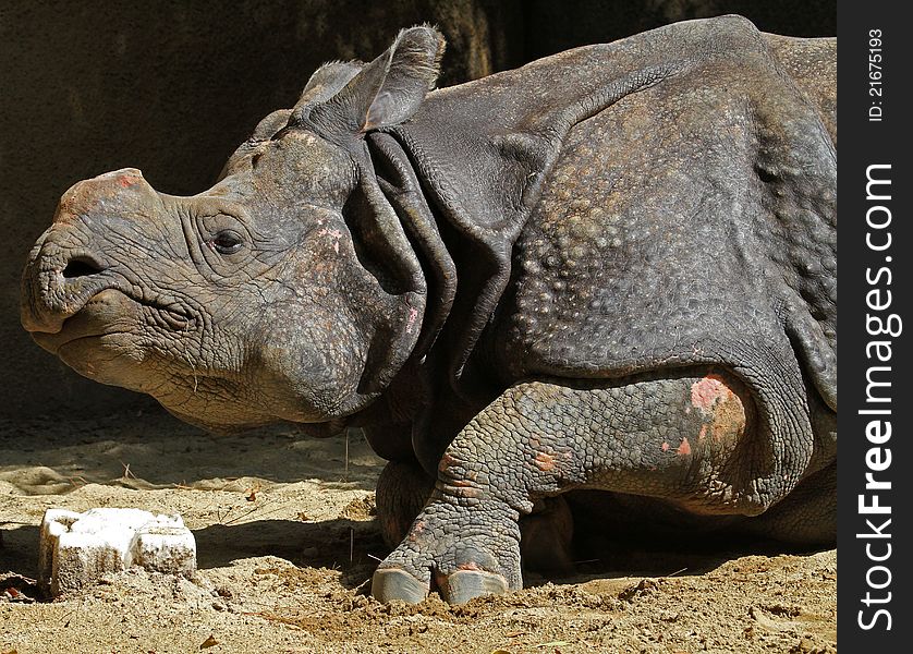 Close Up Portrait Of Indian Rhino With Dark Background. Close Up Portrait Of Indian Rhino With Dark Background