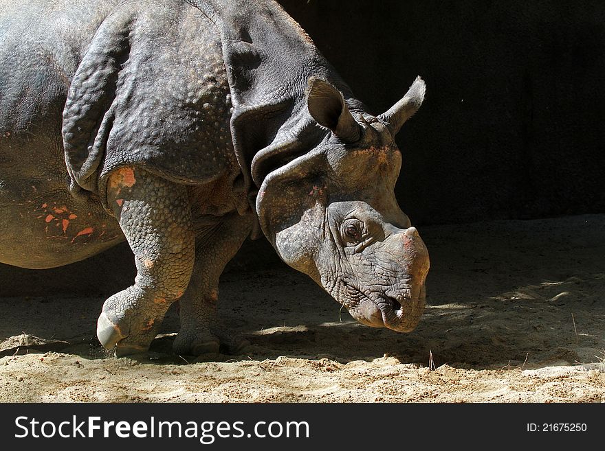 Detailed Asian Indian Rhino Bowing Head In Sunlight. Detailed Asian Indian Rhino Bowing Head In Sunlight