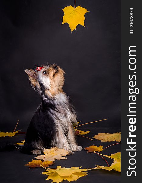 Yorkshire terrier looking on Maple Leaf on black background. Yorkshire terrier looking on Maple Leaf on black background