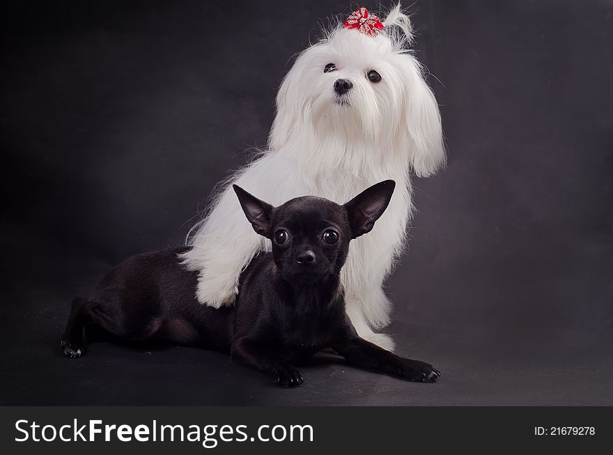 Black and white tiny dogs