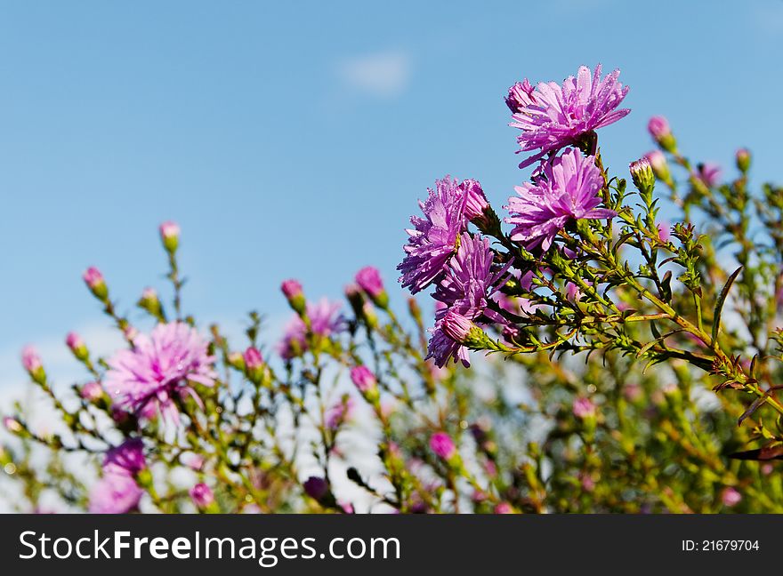 Bush of aster in a garden on the sky background. Bush of aster in a garden on the sky background.