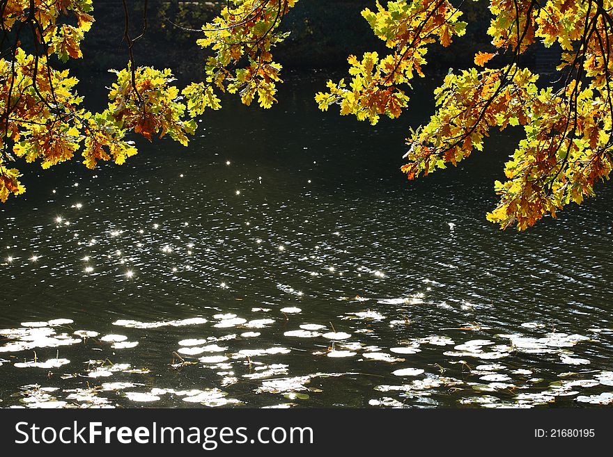 Yellow oak leafs and river as a background. Yellow oak leafs and river as a background