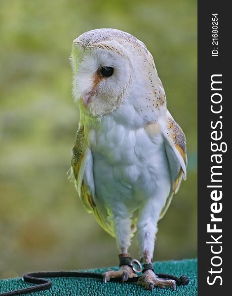 Plop , a funny barn owl met at Dunrobin castle during a falconry show