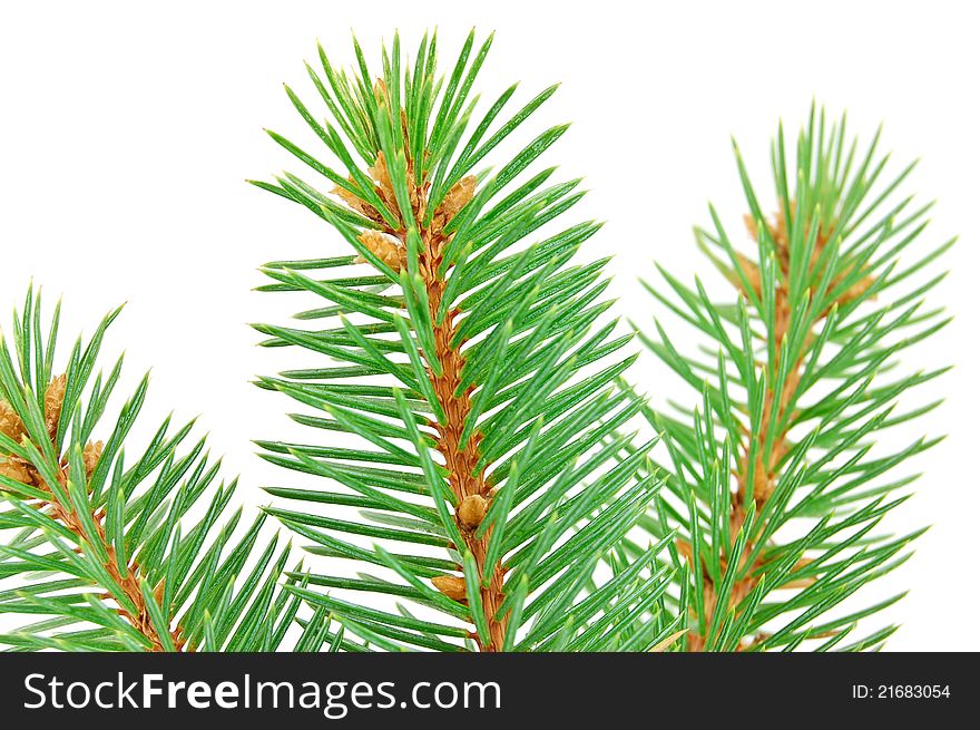 Pine tree branch isolated on a white backgrond