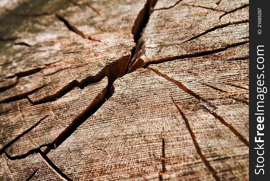 Old dried wood texture