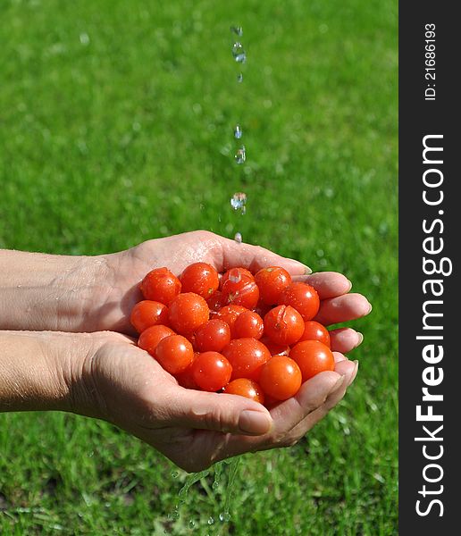 Cherry tomatoes in the palms of the girl on the background of green grass