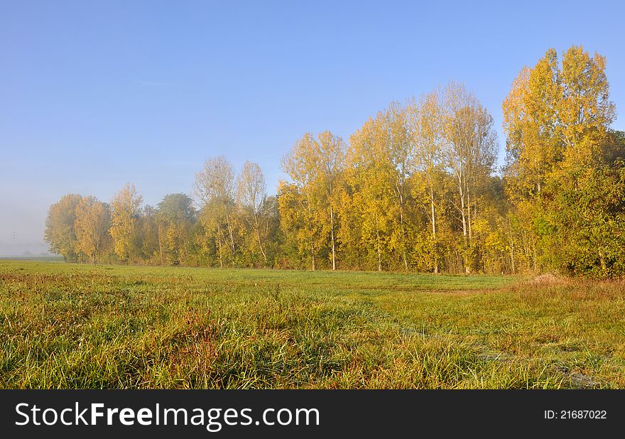 Poplars Aligned With Golden Foliage