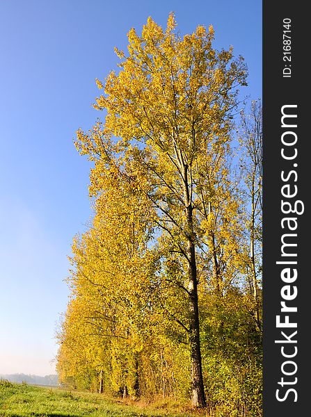 Poplars aligned with golden foliage in the country in blue sky