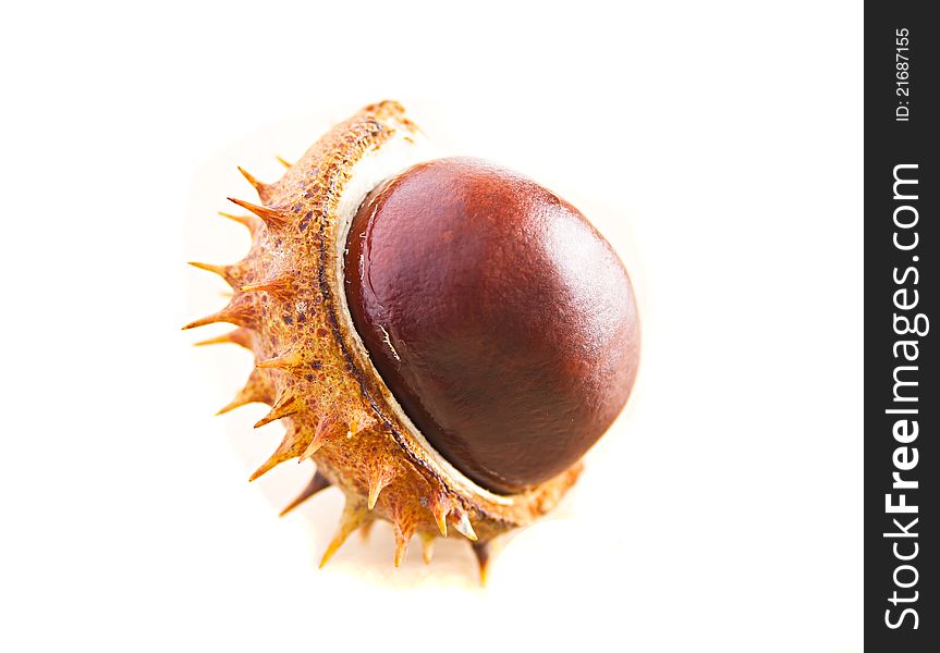 Half chestnut in shell on white background