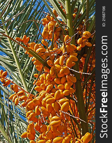 A lot of fresh orange dates on date palm. A lot of fresh orange dates on date palm