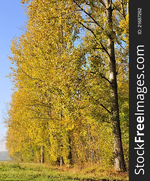 Poplars Aligned With Golden Foliage