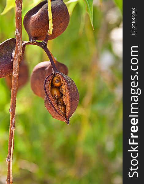 Brown fruit with seeds on green background
