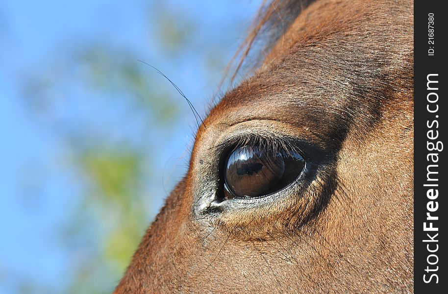 Close eye on a horse