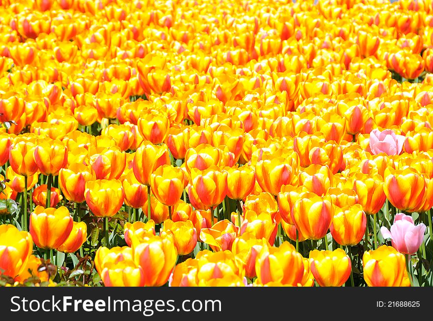 Beautiful field with yellow  tulip flower, macro shot. Beautiful field with yellow  tulip flower, macro shot