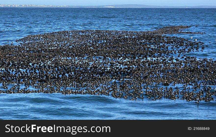 Alarge flock of Cape cormarants sitting on the water in Walker bay,Hermanus. Alarge flock of Cape cormarants sitting on the water in Walker bay,Hermanus.