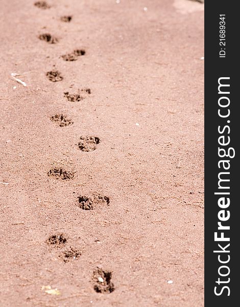 Footprints on the sand on a beach in Prince Edward Island