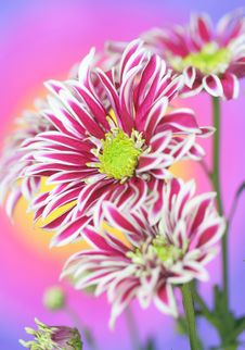 Chrysanthemum Flower Stock Photo Chrysanthemum Flower Stock Photo