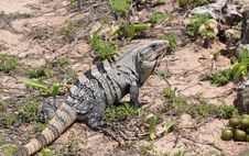 Iguana In The Wild Nature. Mexico Stock Photo