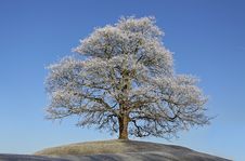 Frosty Tree Stock Photo
