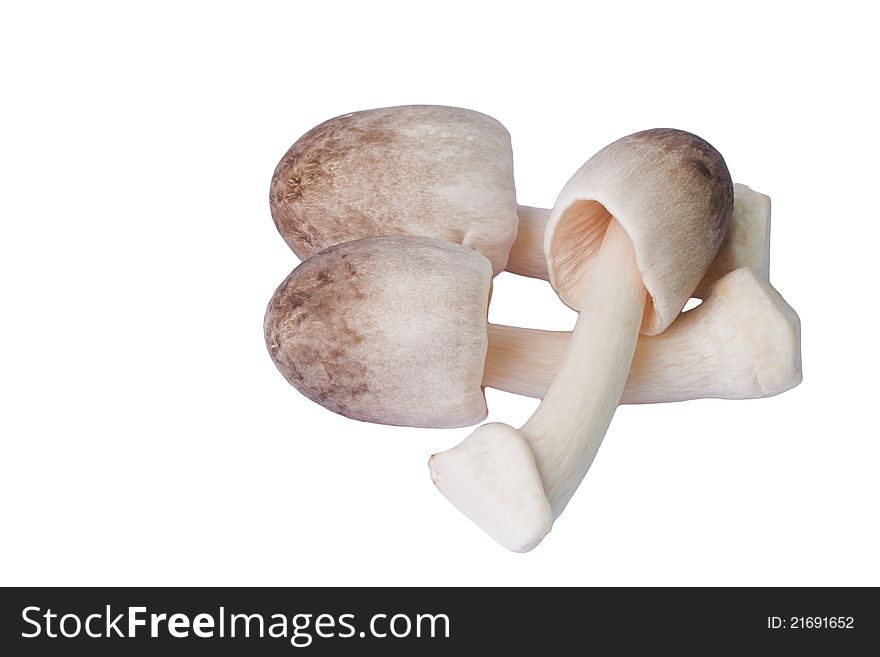 Three Isolated Mushrooms