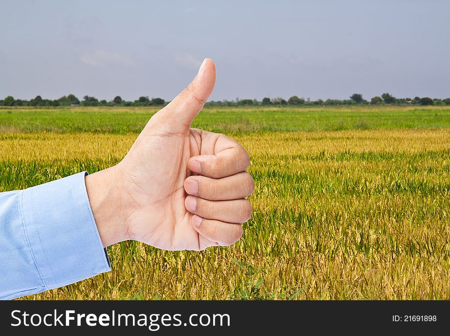 Businessman's hand with thumb up in rice field