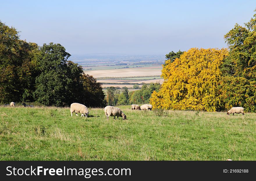 An English Rural Landscape in the Chiltern Hills with grazing Sheep