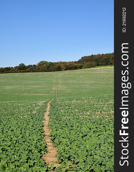 An English Rural Landscape with path through a field of Green Crops. An English Rural Landscape with path through a field of Green Crops