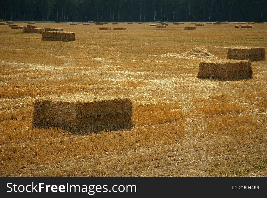 Hay Bales In The Field