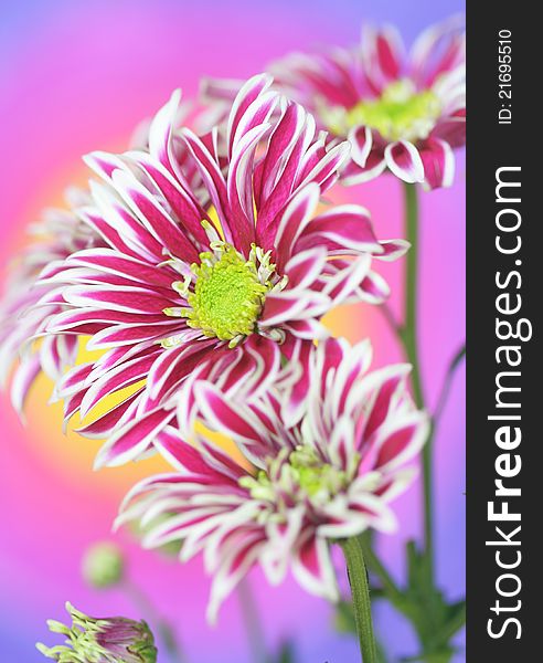 Close-up of   chrysanthemum flower