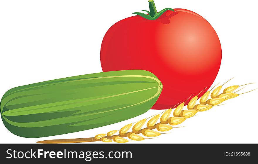Tomato, cucumber and wheat ear isolated on the white. Illustration