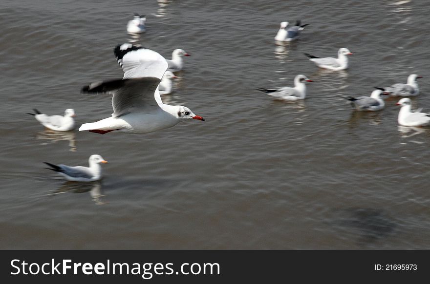 Seagull Birds