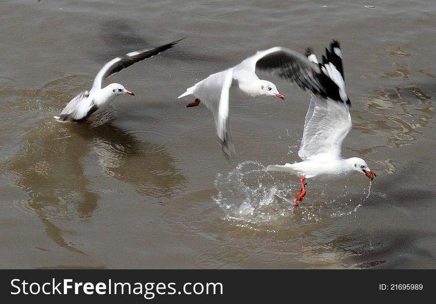 Seagull Birds are Flying and Controversial foods.
