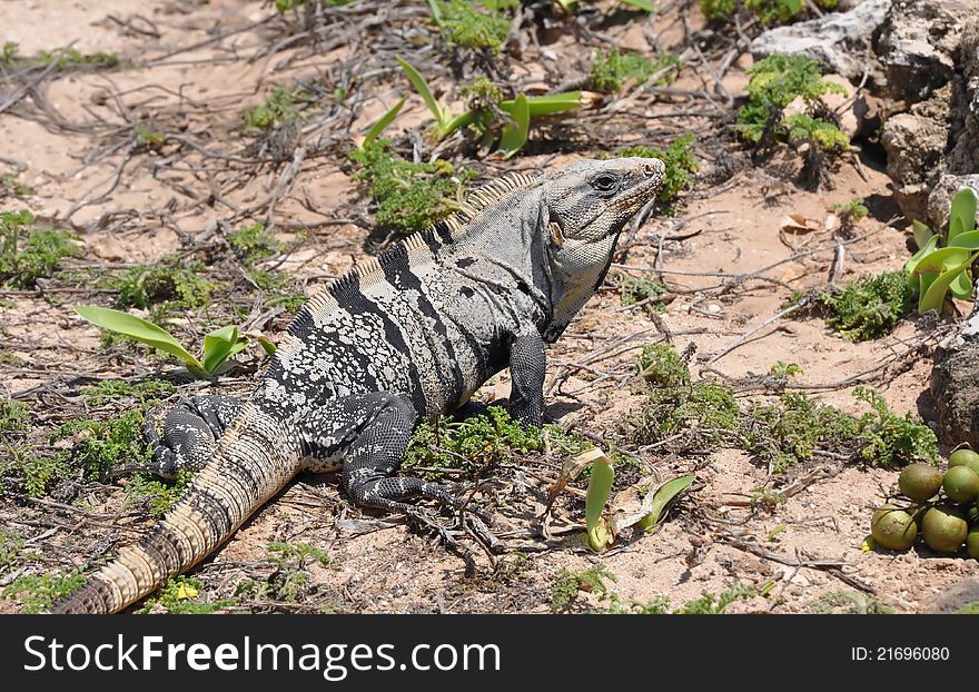 Iguana In The Wild Nature. Mexico