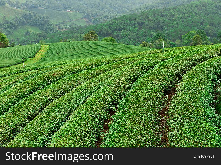 Tea platation in Chiang Rai, north of Thailand. Tea platation in Chiang Rai, north of Thailand