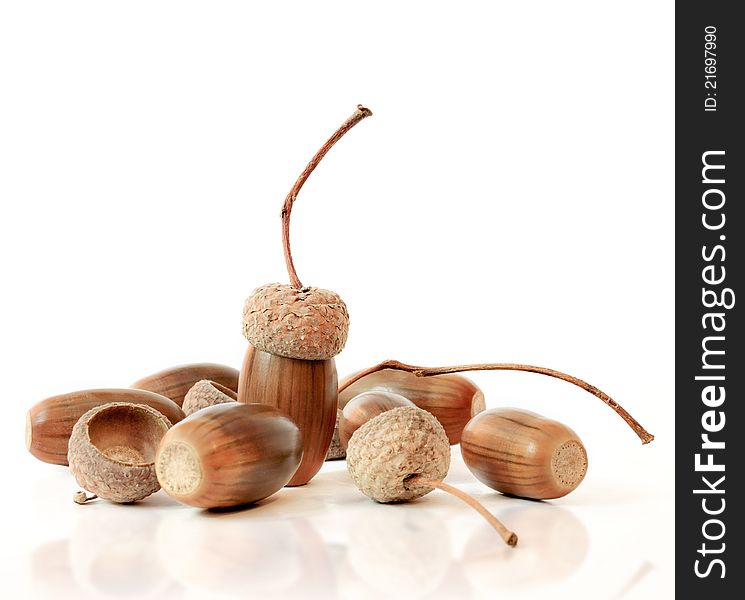 Macro shoot of acorns on white background