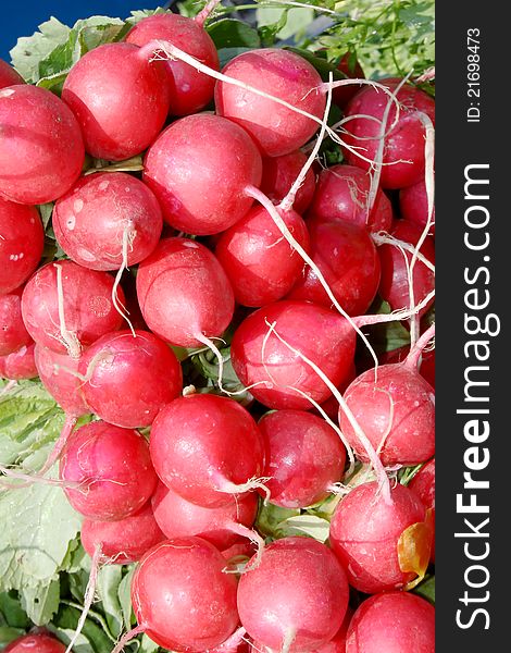 Bunch of red radish with leaves close-up