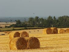 Flight From The Hay Bales Stock Images Flight From The Hay Bales Stock Images
