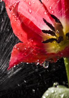 Tulip In The Rain Stock Photos Tulip In The Rain Stock Photos