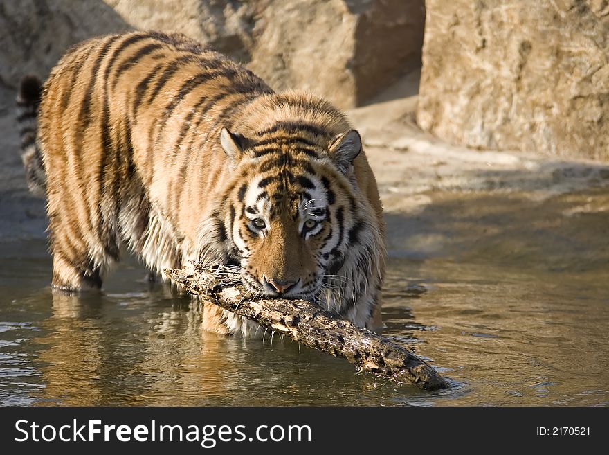 A Tiger playing with a stick in the water